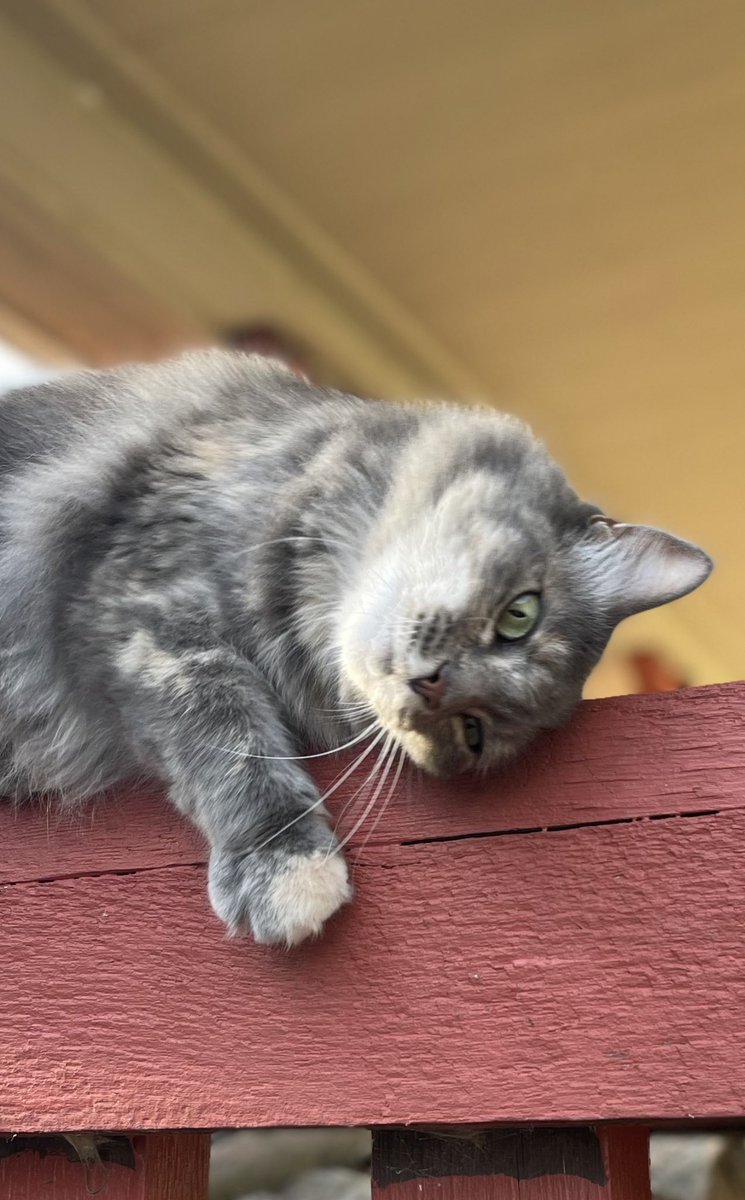 tkofVA's tweet photo. Have a sweet CATurday 🐾 https://t.co/hgWsHiQEHn