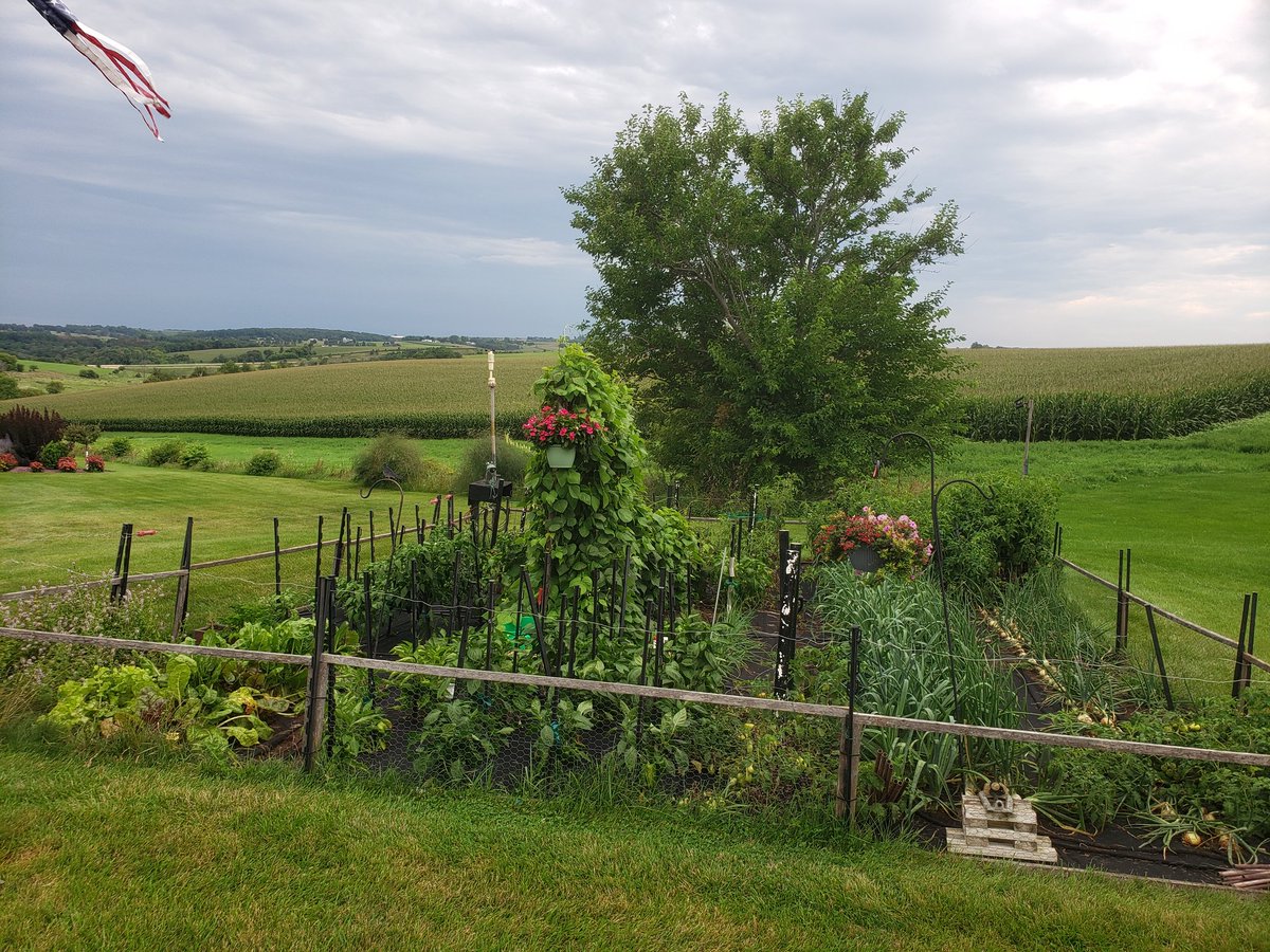 As you can see..poll beans are attempting to take over the garden..onions and 🍅  are having a good yr. Zoom in on far left corner to see my new scare crow