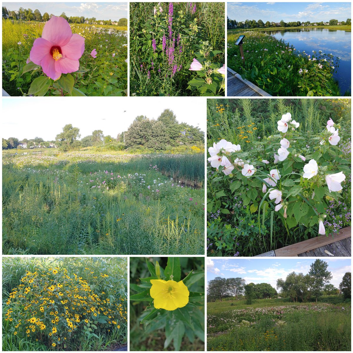 cstoll0307's tweet photo. Lovely walk this morning. Love all the colors.... https://t.co/p2eTBEPTmJ