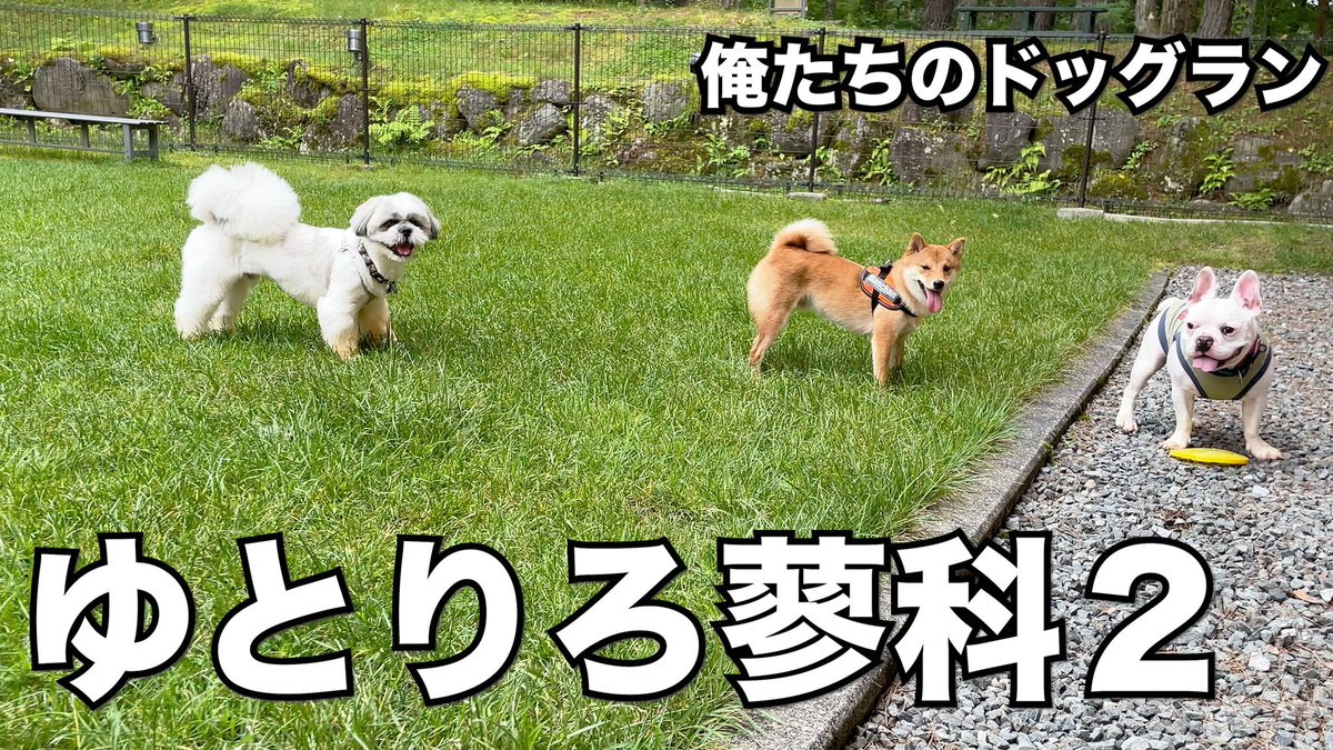 photographerPi's tweet photo. ゆとりろ蓼科with dogで他の犬と遊んでいただいたドッグランの記録をyoutubeに投稿させていただきました❗️3匹が一生懸命走り合っている表情をご覧ください🎉

https://t.co/dOGfRwyJkh

#dog #dogrun #わんこ #nagano #長野　#ゆとりろ　＃犬連れ　#お出かけ　＃競争　＃かわいい https://t.co/taV50y4YBL