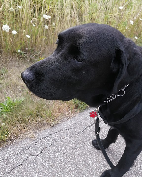 RadiusChild_Yth's tweet photo. Hello from Lexus! Lexus hopes that you are having a terrific weekend and taking some time to get out and enjoy the outdoors like she is!
@ruff_lexus #FacilityDog #RUFFProgramLexus #ServiceDog #ServiceDogsOfInstagram https://t.co/LmoF4wx0Uz