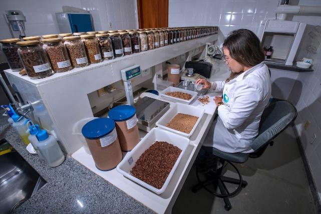 CrowtherLab's tweet photo. Bringing the #AtlanticForest back to life: a family-led community project in Rio Doce Valley, #Brazil created a regional hub for #restoration, working to protect & restore springs and streams to improve water quality 🌳💦
https://t.co/HMMeRx5zTO #restories #forestrationints https://t.co/KPzywvvyqy