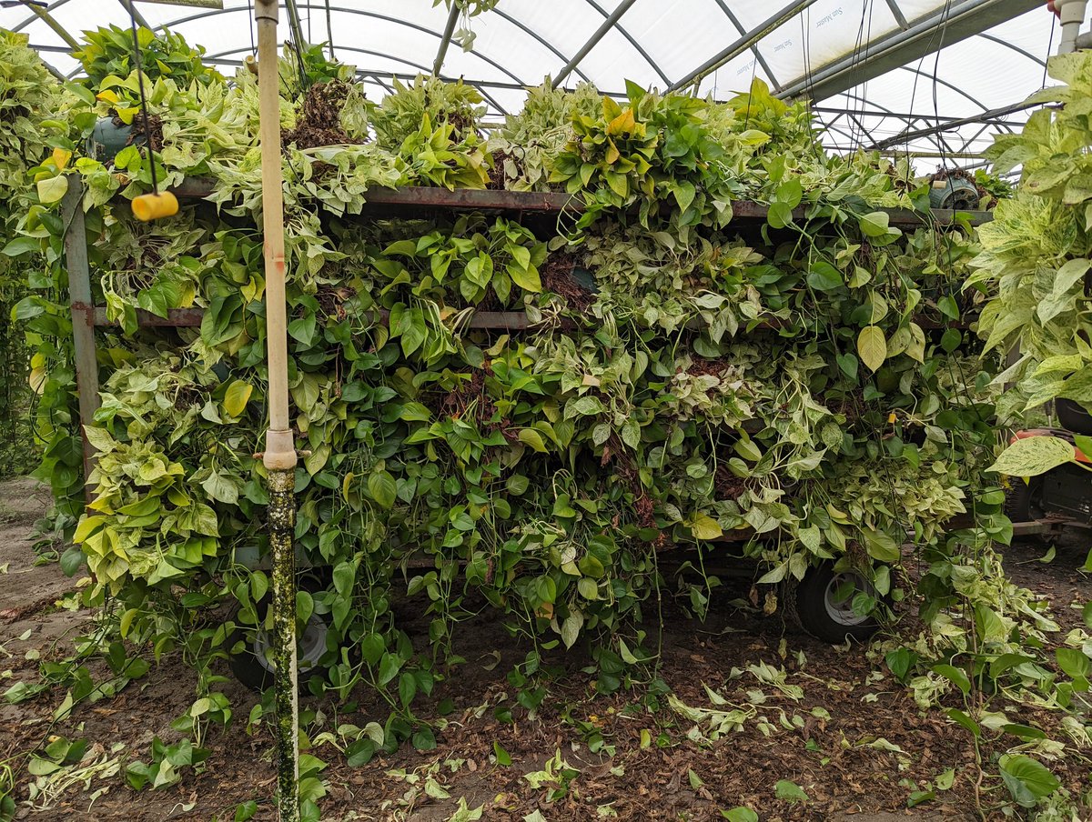 BlueMoonTropics's tweet photo. @_Leafy_Sophie_ Just cut it up and trim the roots before it takes over. https://t.co/T2PxG35G3K