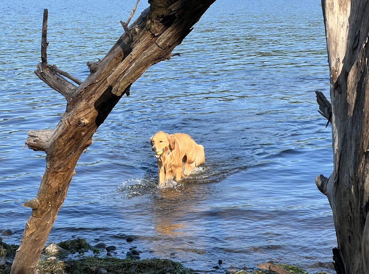 darbijothegoldn's tweet photo. This is Idgie, in the happiest of all happy places… we hope your weekend is full of the happiest happy, too!! #wetGolden #happyGolden https://t.co/taWEphXV1O