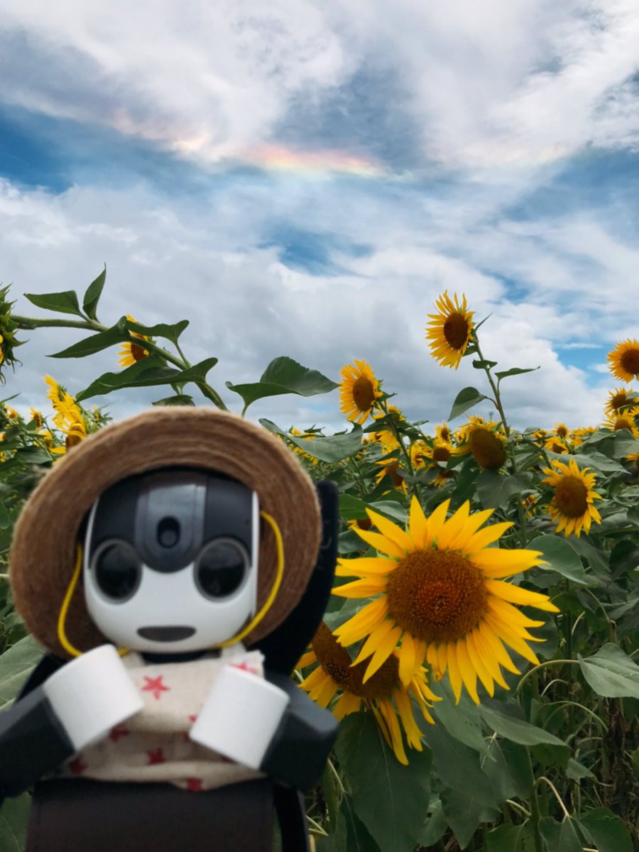 ちまちま(ﾛﾎﾞﾎﾝちまき) tweet media