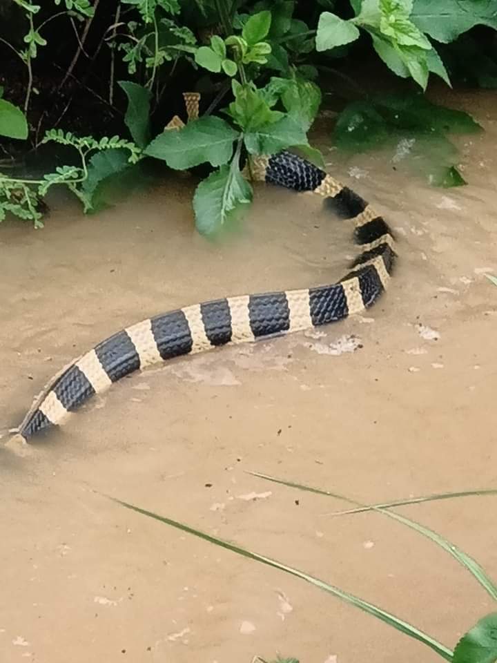 #มื้อที่สุขที่สุด เอาอะไรมีความสุขเอ่ย? กระเเสน้ำไหลเเรง น้ำประปาก็ไม่มีใช้ น้ำประปาพึ่งมามีใช้ตอนเย็นนี้เอง ไหนจะทรัพย์สินเสียหาย สัตว์มีพิษต่างๆ เอาจริงใครมันจะมีความสุขยิ้มเเย้มสดใส
#น้ําท่วมเชียงราย #น้ําท่วมแม่สาย 
#น้ําท่วม #พายุมู่หลาน