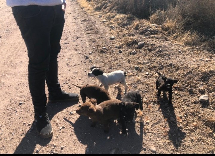 Mi hermano se encontró estos bebés en San Rafael y está tratando de ubicarlos en hogares responsables. Dejo su número por si a alguien le interesa adoptar uno: +54 9 260 462-8004. También les agradecería si me ayudan a difundir este tweet.