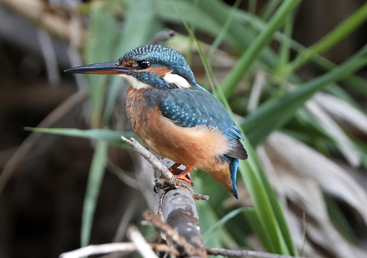 MambaPhotoTrave's tweet photo. Hora de comer para esta hembra de Martín pescador #mambaviajes #SonyAlpha #sonyalpha7IV #robisa https://t.co/9DLRaodGuO