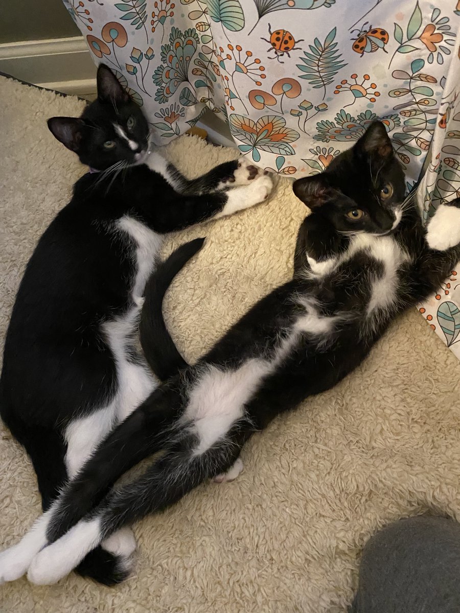 thecyberwire's tweet photo. Kittens love the #CyberWire's weekend offerings.
#ResearchSaturday has latest cyber research. https://t.co/x7RsobhBtu
#WeekThatWas w/ week's news in one spot. https://t.co/Ow3frSaZFR
#CareerNotes shares #cyber professionals' career stories. https://t.co/QDcqBbTEJH #CyberWirePets https://t.co/VOuIeQLVgq