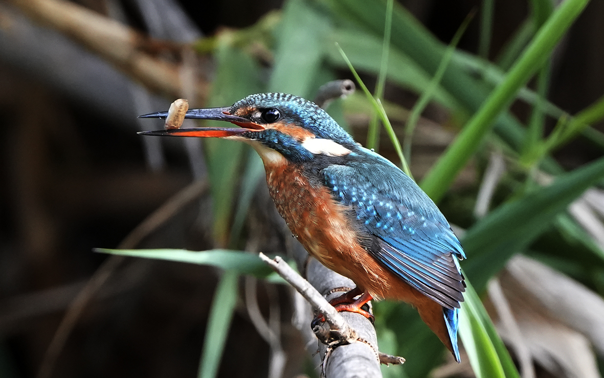 MambaPhotoTrave's tweet photo. Hora de comer para esta hembra de Martín pescador #mambaviajes #SonyAlpha #sonyalpha7IV #robisa https://t.co/9DLRaodGuO