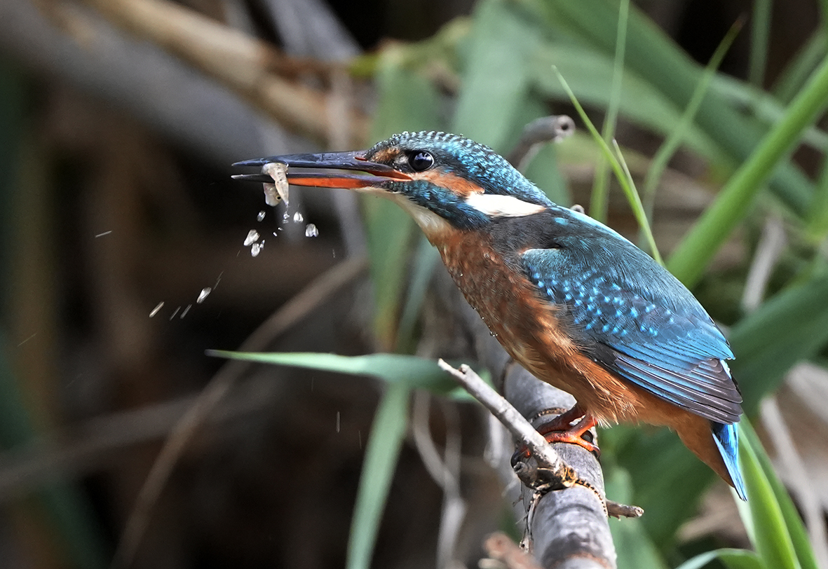 MambaPhotoTrave's tweet photo. Hora de comer para esta hembra de Martín pescador #mambaviajes #SonyAlpha #sonyalpha7IV #robisa https://t.co/9DLRaodGuO