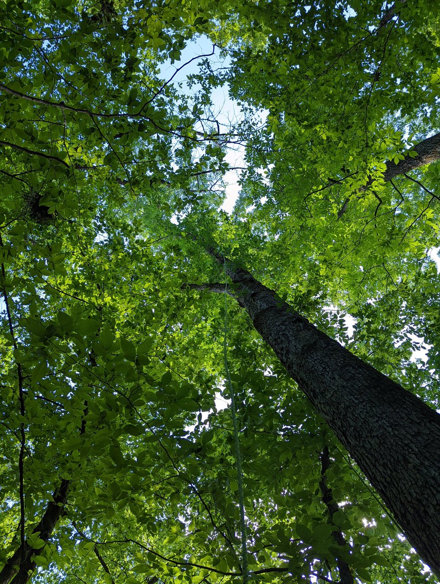 Are you headed to #ESA2022 #CSEE2022? Come to our Thursday afternoon session: Life in the changing forest canopy: Ecology, function, and conservation!
 We have a stellar lineup of speakers! <a href="/GeckoEB/">Ed Basham</a> @elizabethalarue <a href="/MollyCavaleri/">Molly Cavaleri</a> <a href="/JFMwildlife/">Jennifer Moore</a> <a href="/canopymeg/">Meg Lowman</a>