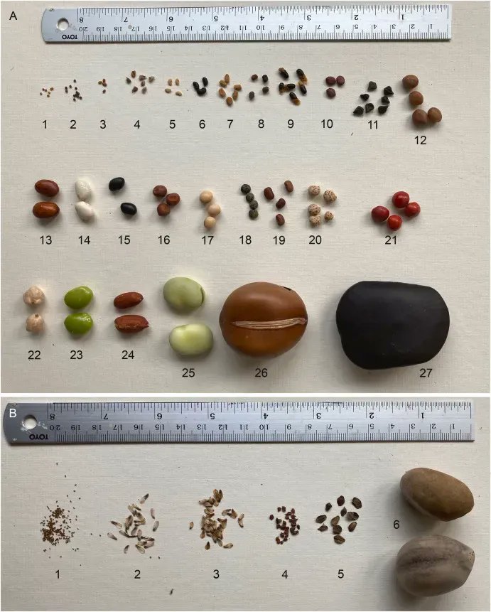 Diversity and size of cycad, actinorhizal and legume seeds.