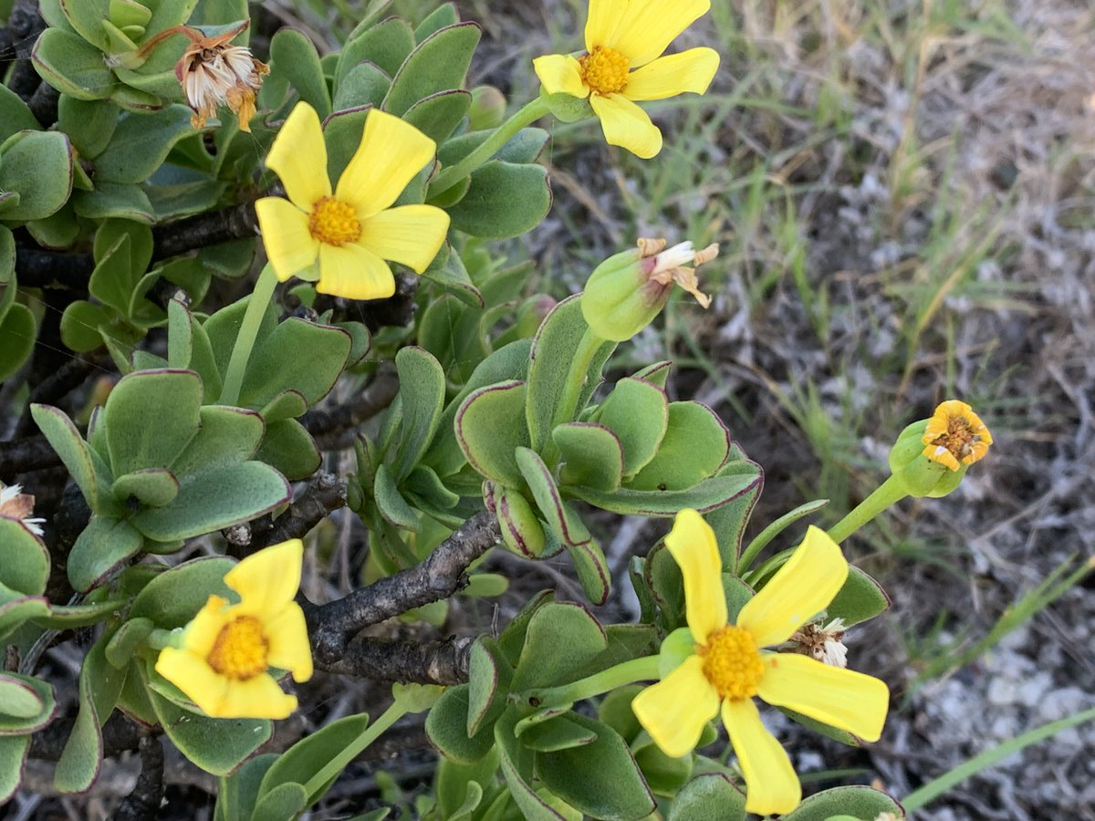 fernkloofza's tweet photo. Did you know that the 12 kilometre #Coastal #Path in #Hermanus is part of #Fernkloof #Nature #Reserve.
Here are a couple of plants from the #cliffpath flowering at the moment. https://t.co/qPUNBNb9Vl