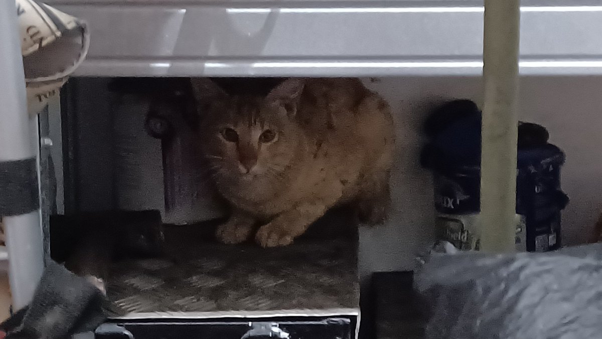 ryrulobo's tweet photo. begadang nonton bola ⛔️
begadang ngusir kucing penyusup ✅️ https://t.co/9KydyVsAe2