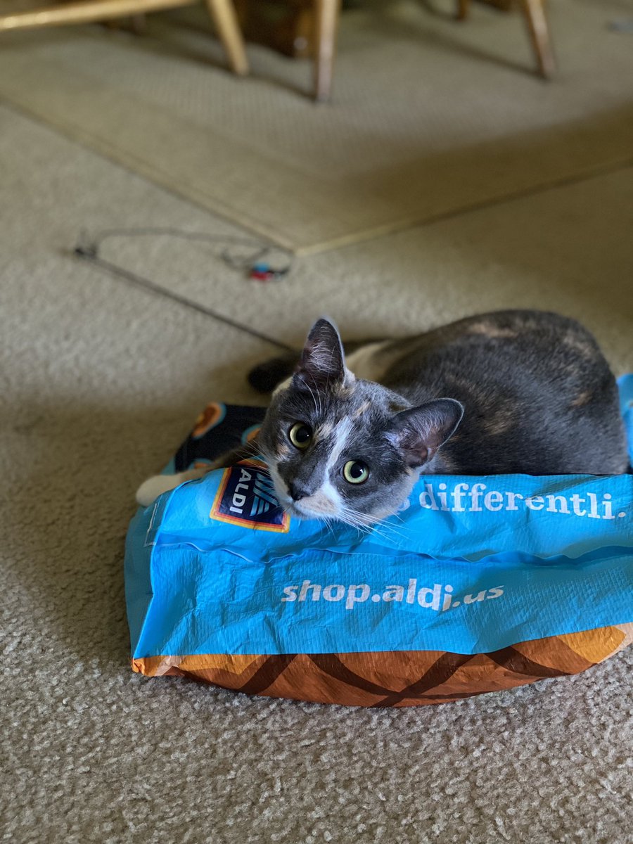 @AldiUSA Charlotte is a big fan. She’d like to thank you for such a great bed 😉
#Caturday #Aldi #dilutetortie #tortico #sleepykitty #CatsOfTwitter