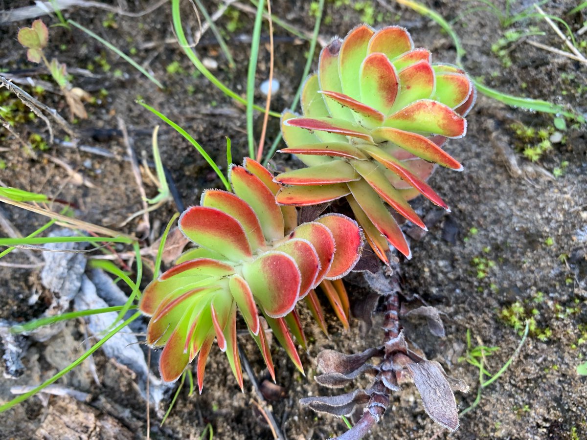 fernkloofza's tweet photo. Did you know that the 12 kilometre #Coastal #Path in #Hermanus is part of #Fernkloof #Nature #Reserve.
Here are a couple of plants from the #cliffpath flowering at the moment. https://t.co/qPUNBNb9Vl