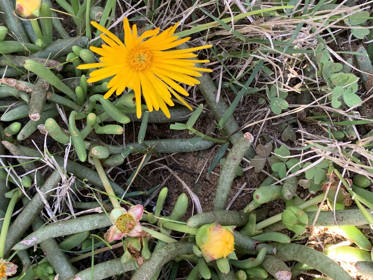 fernkloofza's tweet photo. Did you know that the 12 kilometre #Coastal #Path in #Hermanus is part of #Fernkloof #Nature #Reserve.
Here are a couple of plants from the #cliffpath flowering at the moment. https://t.co/qPUNBNb9Vl