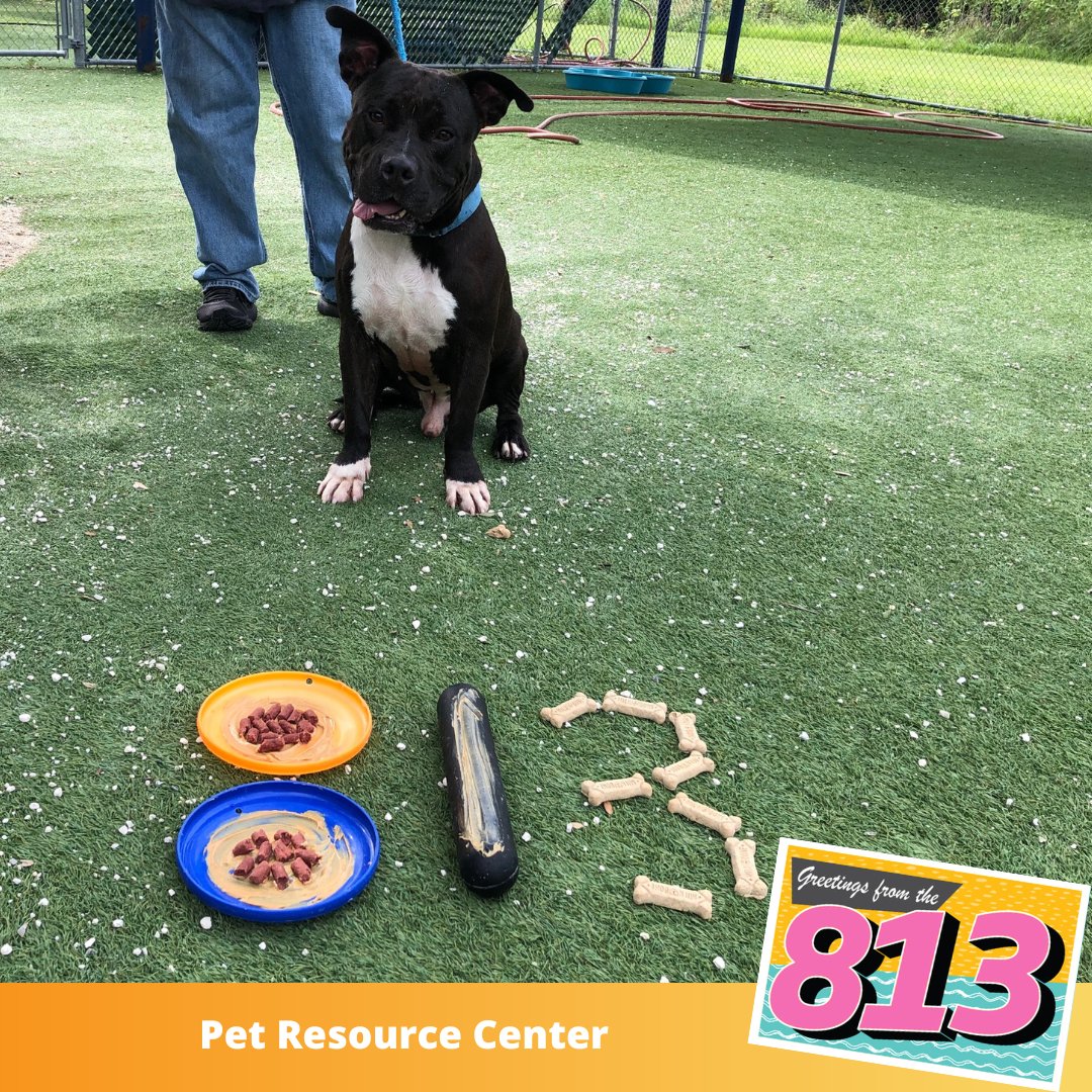 HillsboroughFL's tweet photo. No "ruff" days in the 8-1-3! 🐶

The #PRCPets are at play to celebrate #813Day! 🎉

Are you ready to make the 813 your own? 👉 https://t.co/XUugn2x0cH https://t.co/VnilTfWDHQ