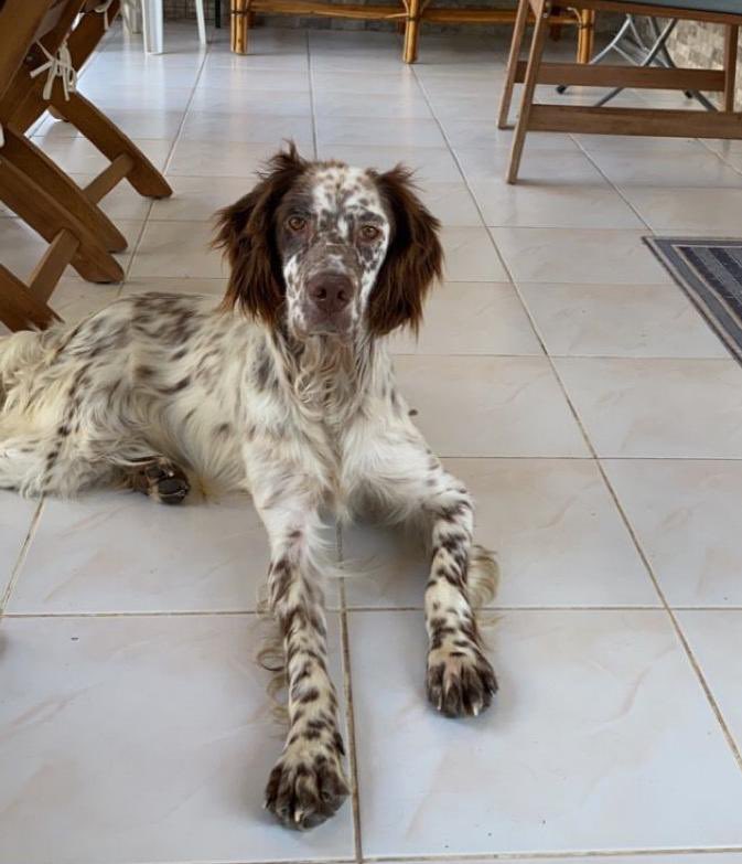 nesliko's tweet photo. Bu güzel çocuk maalesef çok şanssız. Av yapamadığı için Tokat’ta sokağa atıldı. 1 aydır İstanbul’da geçici yuvada ama hala kalıcı yuvası yok. 2 yaşında,erkek, kısır ve enerjik birisi. Lütfen ona bi şans verelim 💟 iletişim: 0554 117 49 80 https://t.co/FWt0XmP9XC
