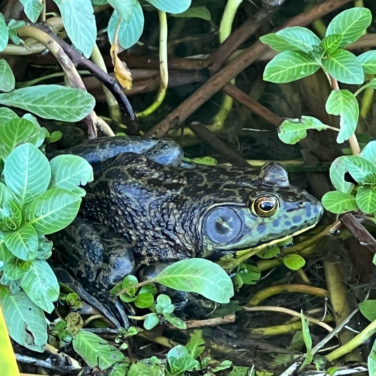 FrankTodaroVO's tweet photo. Not sure if itโs #Ribby or #Croaks, but this new friend I met last night was practically the size of my forearm! BIGGEST bullfrog bud Iโve ever seen in the wild.
#Frog #Cuphead #Mugman #TheCupheadShow #RibbyAndCroaks #Kermit #Kaiju #Bullfrog #Mudda #WeLoveYouMudda https://t.co/bQUOtntrk7