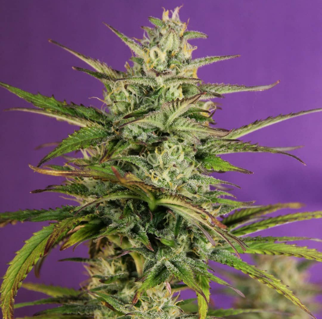 KannabiaSeeds's tweet photo. 📷 KRITIC AUTO by #KannabiaSeeds🌱 @IntKannabia @Kannabia_Samen @Kannabia_US
📸 Gracias al amigo #kannabista @Greenseedtests 🙏💯😍💚
ℹ️ #KriticAuto #collectionseeds ➡️ https://t.co/ryjOalgWrh

📣#Seed #Autoflower 🌻 afrutada con #Promo 3️⃣✖️2️⃣‼️
Indica dominant
#CannabisCommunity https://t.co/vrU2pIpURL
