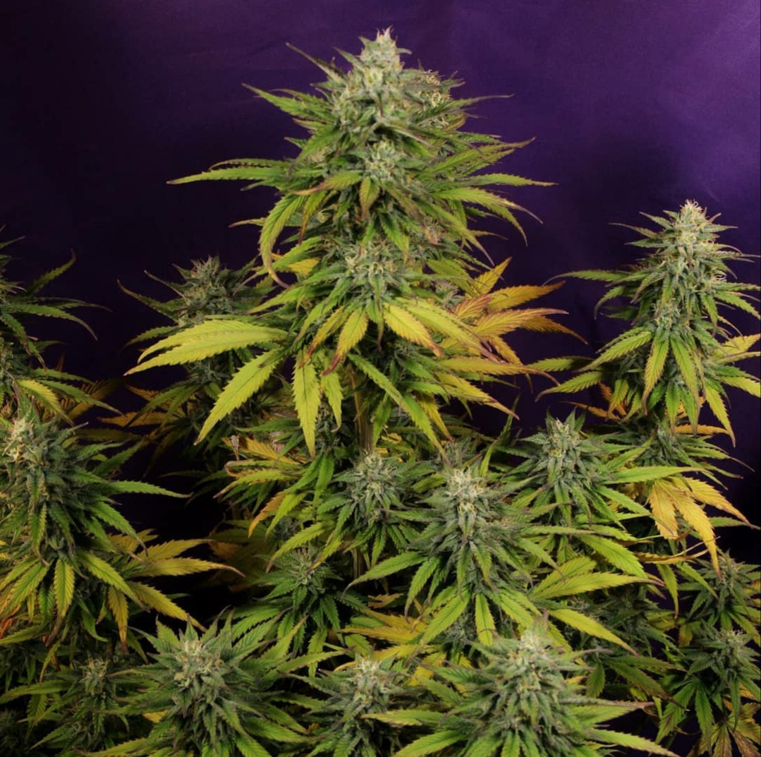 KannabiaSeeds's tweet photo. 📷 KRITIC AUTO by #KannabiaSeeds🌱 @IntKannabia @Kannabia_Samen @Kannabia_US
📸 Gracias al amigo #kannabista @Greenseedtests 🙏💯😍💚
ℹ️ #KriticAuto #collectionseeds ➡️ https://t.co/ryjOalgWrh

📣#Seed #Autoflower 🌻 afrutada con #Promo 3️⃣✖️2️⃣‼️
Indica dominant
#CannabisCommunity https://t.co/vrU2pIpURL