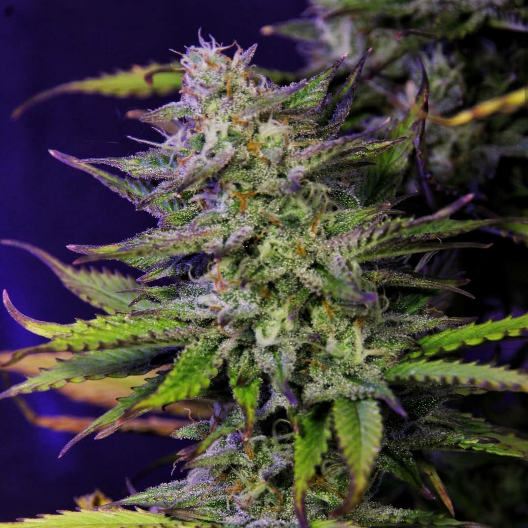 KannabiaSeeds's tweet photo. 📷 KRITIC AUTO by #KannabiaSeeds🌱 @IntKannabia @Kannabia_Samen @Kannabia_US
📸 Gracias al amigo #kannabista @Greenseedtests 🙏💯😍💚
ℹ️ #KriticAuto #collectionseeds ➡️ https://t.co/ryjOalgWrh

📣#Seed #Autoflower 🌻 afrutada con #Promo 3️⃣✖️2️⃣‼️
Indica dominant
#CannabisCommunity https://t.co/vrU2pIpURL