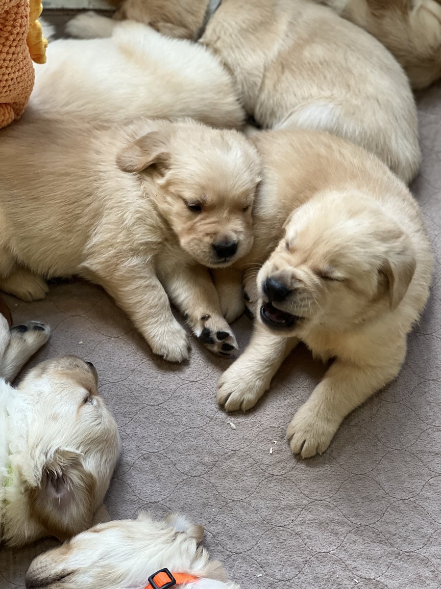 ECADServiceDogs's tweet photo. #Minnow, #Trout...nope this one looks like a #Barracuda to us! But it's not up to us to name him, it's up to YOU!!! Click here -> https://t.co/tiAS7RqZPQ to register. The #puppynamingauction goes LIVE Monday 8/15 at 11:59am et. #ECADServiceDog #PuppyNaming #Fish #Auction https://t.co/jOhVyN4D0M