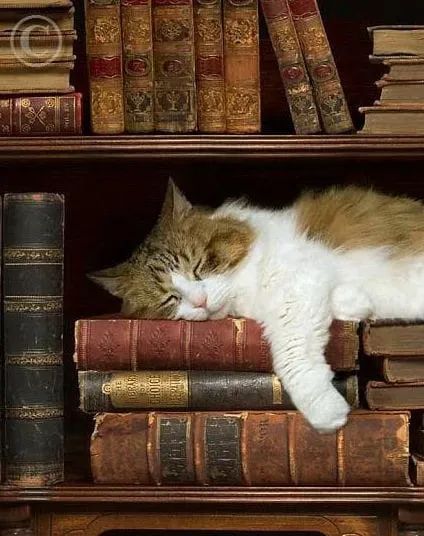 Happycurien's tweet image. S'endormir au milieu des livres..
Est une promesse de rêves heureux..