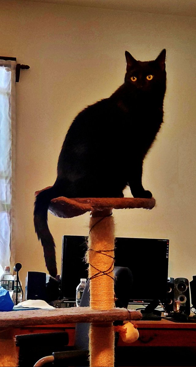 GhostKitteh's tweet image. Am on my kitteh throne, surveying teh plague victims.