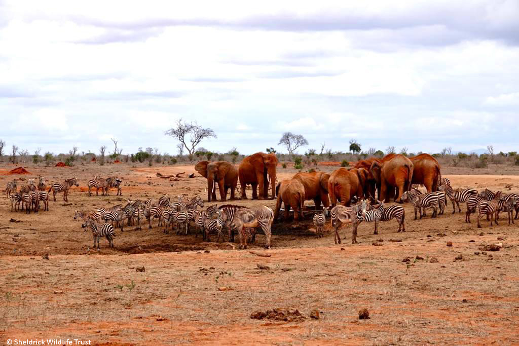 SheldrickTrust's tweet image. As severe droughts sweep across Kenya, and other parts of the world, we reflect on the challenges &amp;amp; threats facing elephants; and acknowledge the hope we can bring for the species with the help of caring individuals &amp;amp; communities sheldrickwildlifetrust.org/news/updates/w…