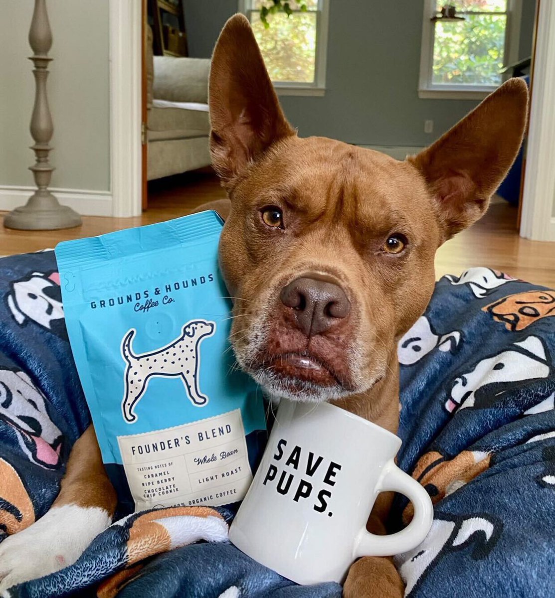 GroundsandHoun1's tweet photo. Saving pups and sipping coffee is super serious business… 🐶☕️✌🏼 #savepups #everycuphelpsapup
https://t.co/5x7Fe5trSH https://t.co/bUXCwLt2jc