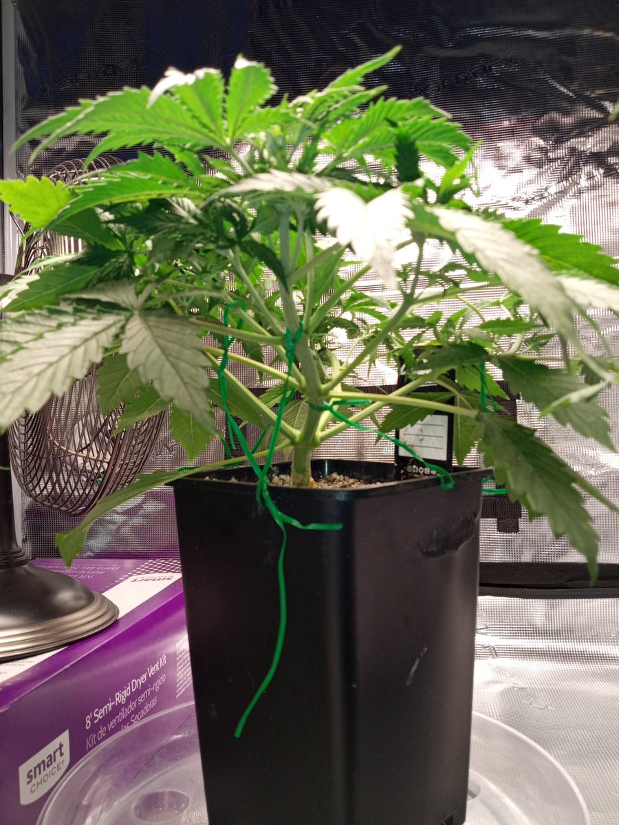 tastyterpenes's tweet photo. Day 28 for #MimosaCake and #WeddingCake from @Fast_Buds🔥🔥
Did some LST yesterday & started feeding them veg nutes (#FoxFarm - light dose) this past week🌱💚🔥💯
#FastBuds420Fire
@MarsHydroLight
#CannabisCommunity
#Mmemberville #GrowYourOwn #StonerFam
#LetsEnjoyCannabis https://t.co/KZ0pvJLZh0