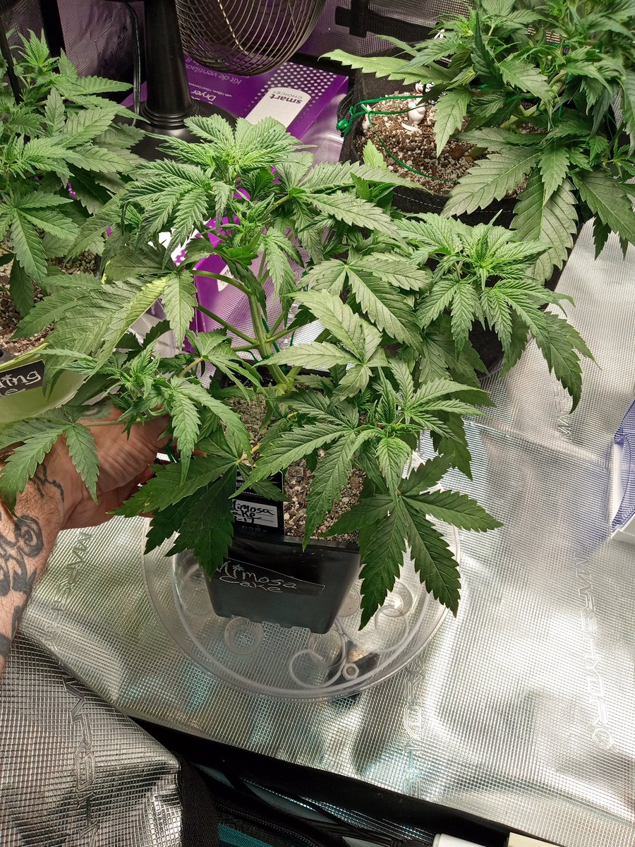 tastyterpenes's tweet photo. Day 28 for #MimosaCake and #WeddingCake from @Fast_Buds🔥🔥
Did some LST yesterday & started feeding them veg nutes (#FoxFarm - light dose) this past week🌱💚🔥💯
#FastBuds420Fire
@MarsHydroLight
#CannabisCommunity
#Mmemberville #GrowYourOwn #StonerFam
#LetsEnjoyCannabis https://t.co/KZ0pvJLZh0