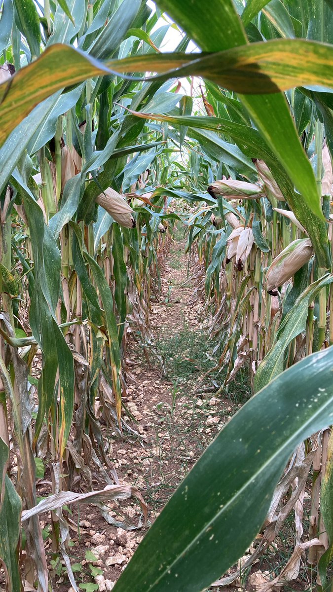 Merci <a href="/FieldViewFrance/">FieldView France</a> pour estimer le potentiel sur pied entre zones rouges et vertes.