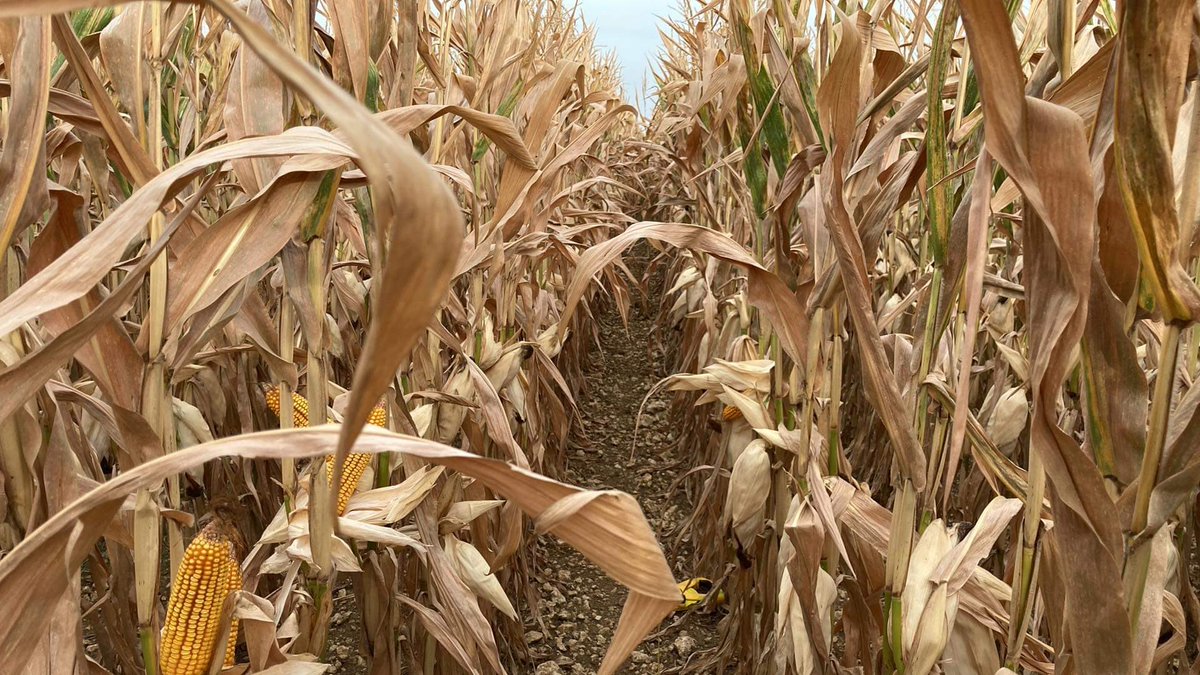 pons_sylvain's tweet photo. Merci @FieldViewFrance pour estimer le potentiel sur pied entre zones rouges et vertes. https://t.co/SUZv6uZT1o