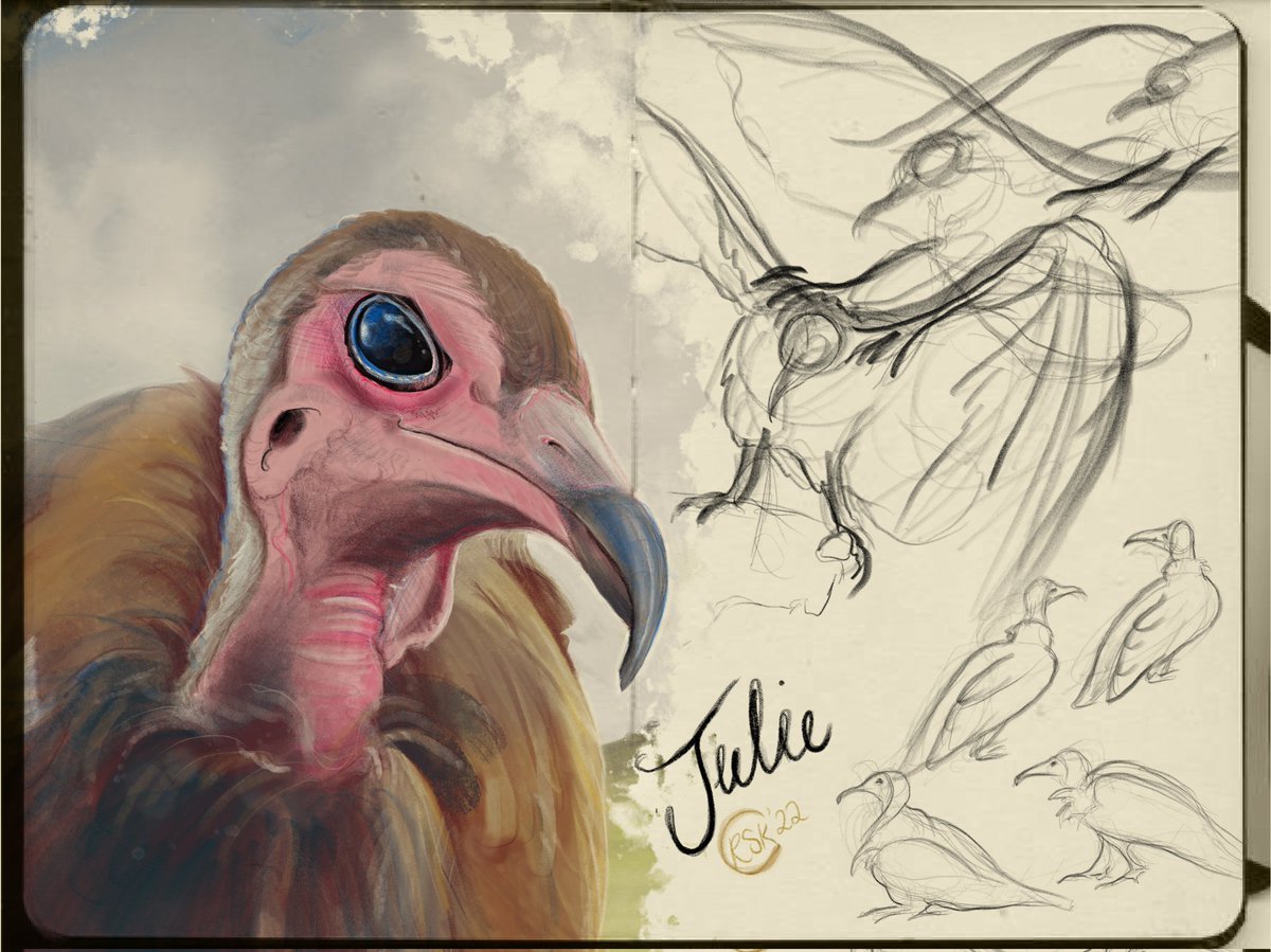 RosemaryArtist's tweet photo. Meet Julie the hooded vulture from @smjfalconry I had the pleasure of meeting Julie in April. It was a chilly, windy day and she was a little reluctant to fly, choosing instead to make a sassy walk from her perch all the way to my glove- Julie's such a diva! #knowingbirdsproject https://t.co/50SZtB3SZe