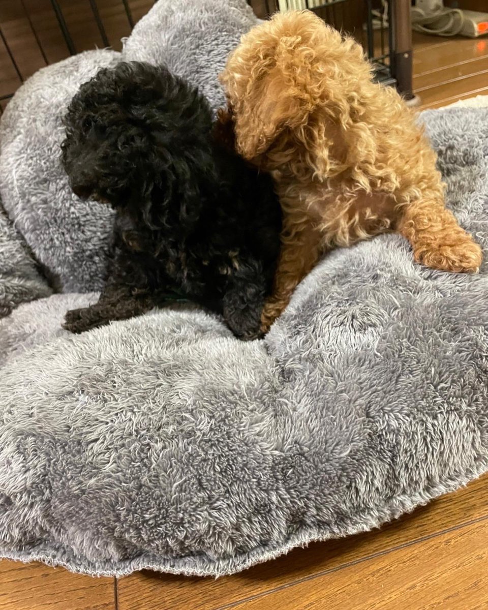 godgod777god's tweet photo. また子育てしてる…💦

ちっちゃいのは何しても可愛い…💕 https://t.co/itb7BbidhC