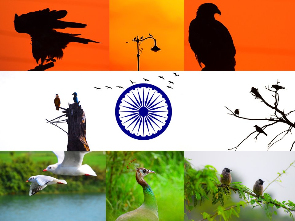 PrathmeshPhoto2's tweet image. Bird Flag

Let birds be Free as we enjoy independence day. Birds have their rights too. Let they breathe independently let birds be free
#prathmeshphotography #natgeoyourshot #natgeoindia #nikon #independenceday  #freedom #independencedayindia #photooftheday #harghartiranga