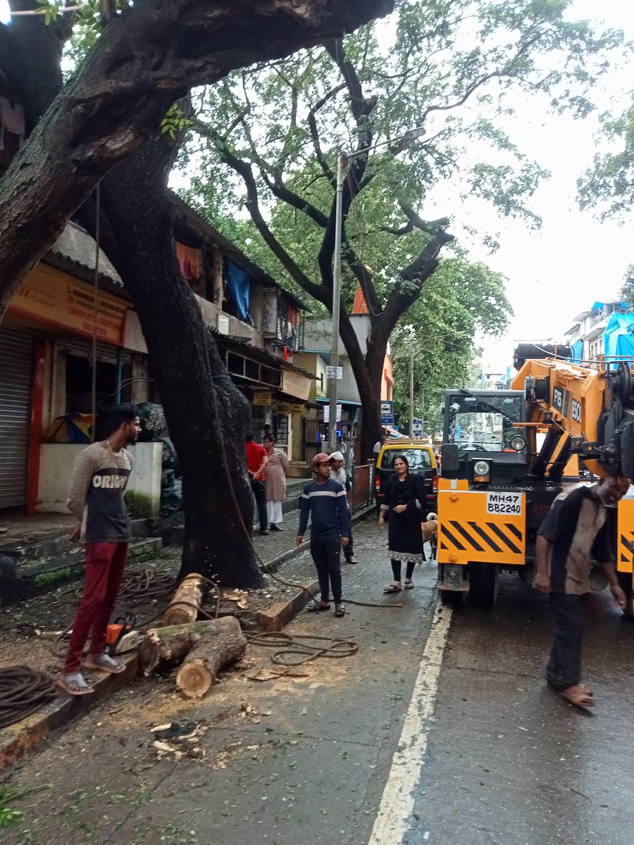 INCBabitaSharma's tweet photo. मेरी कई शिकायतों के बाद आज BMC वाले मौर्या चाल के उपर से जा रही विशाल पेड कि डाली को काटने मे सफल रहे #BMC #ward53 #mumbaicongress https://t.co/YRjRQ2evzn