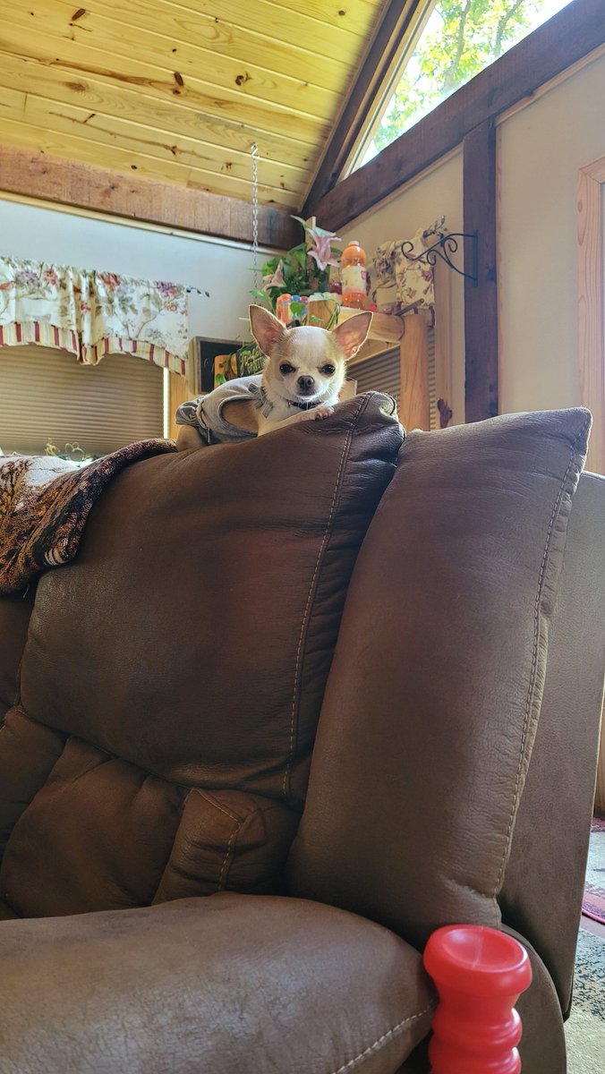 dena_s's tweet photo. Margaret  sitting up high! https://t.co/ILsd2UDpdB