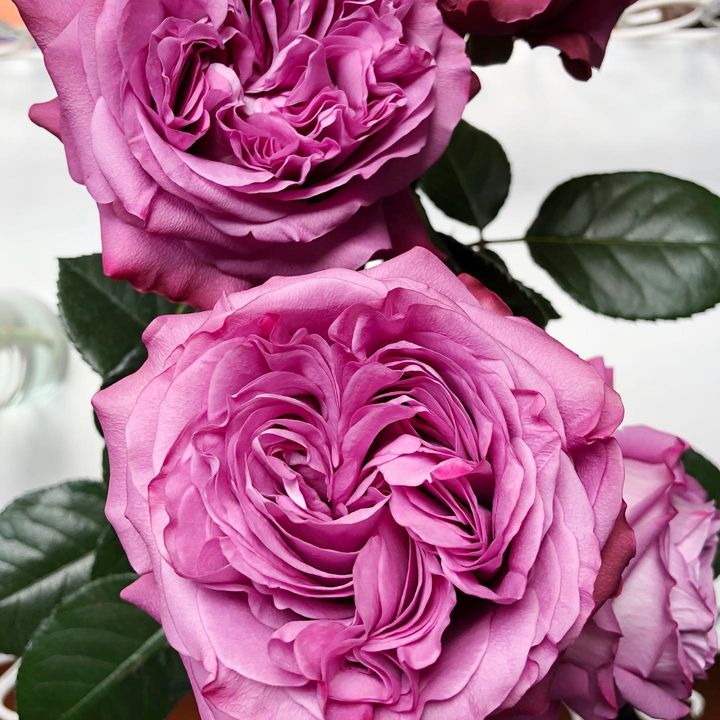 BloomableShop's tweet image. 