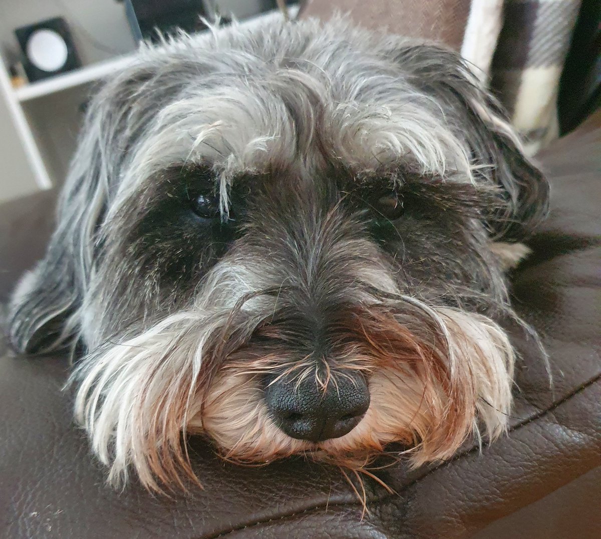 Haggis is feeling the heat 🥵🥵🥵 Hope everyone is OK 😘😘
#summer @BrunoSchnauz <a href="/BrodHiggins/">misneachhiggins.bsky.social</a> #Waterford #theDeise