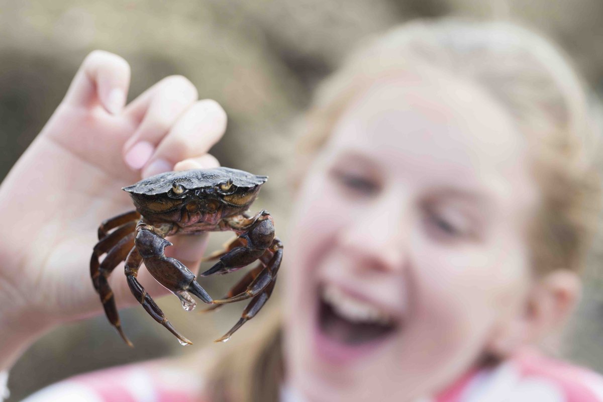 devonwithkids's tweet photo. Kids love crabbing 🦀 - fact! Here’s where to find the best places to do it all around #Devon ➡️https://t.co/ZNGhj2OPkT  #thingstodoinDevon #travelblogger #crabbing https://t.co/WG9vTjg1wQ
