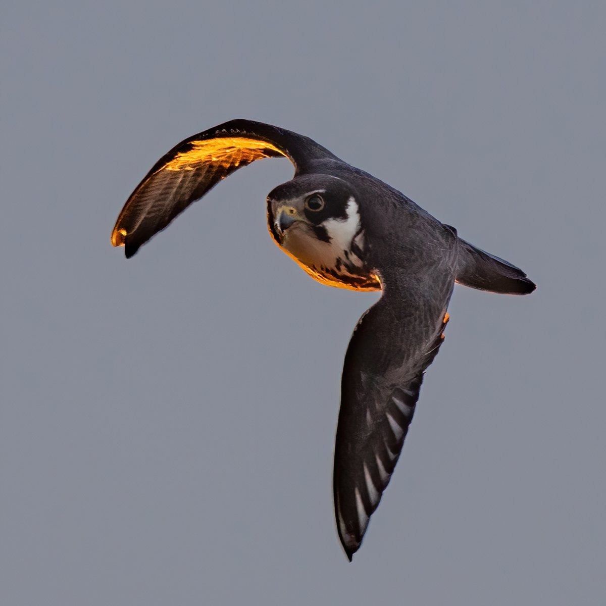 manxmannin's tweet photo. Hobby (Falco subbuteo) hunting Swifts at sunrise. I actually heard the whoosh as this Falcon passed by. A stunning bird at a spectacular location.  #wagbachneiderung #Germany #NaturePhotography #baumfalke https://t.co/Ad5KJqY1wu