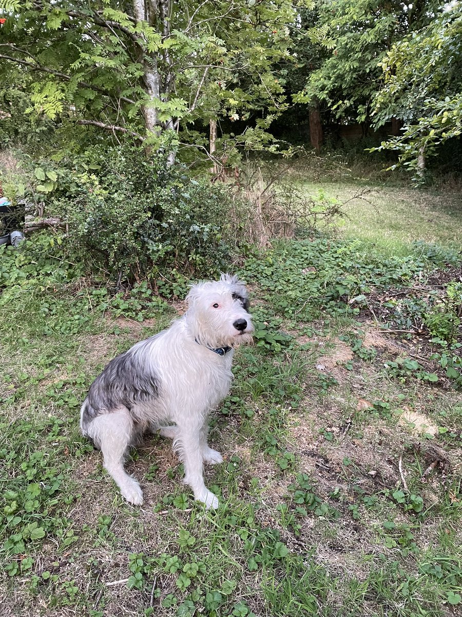 1FrGraham's tweet photo. So proud of our new boy, just walked past a cat TWICE, calm and the lead didn’t even tighten. Real progress. Hope that I haven’t spoken too soon! https://t.co/Pusc5H4hWD