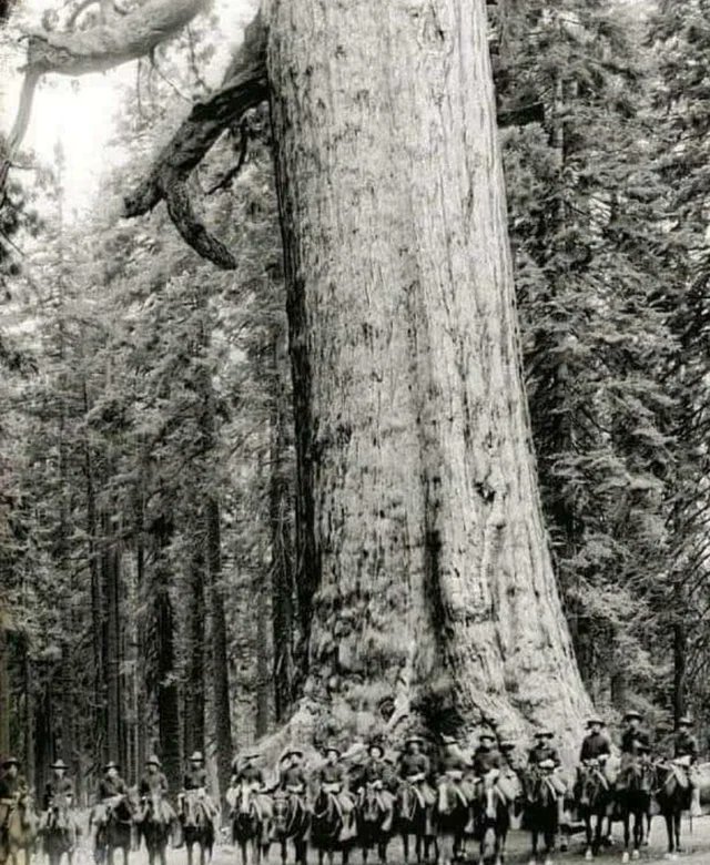historydefined's tweet photo. US cavalry soldiers in front of a tree called "Grizzly Giant," 1900. https://t.co/kOSVQ47GOA