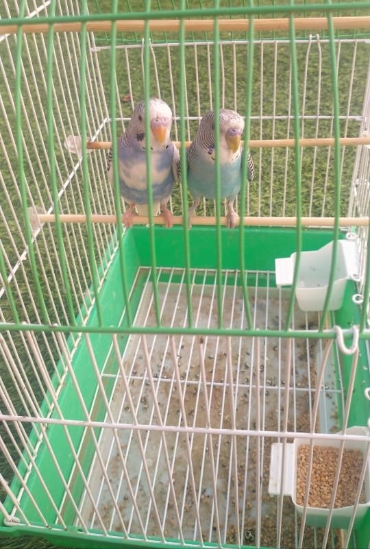 شفت الحُب اللي ما بين قلبك وقلبي؟
أعاهدك أبقى عليه مادام الرّوح فيني.