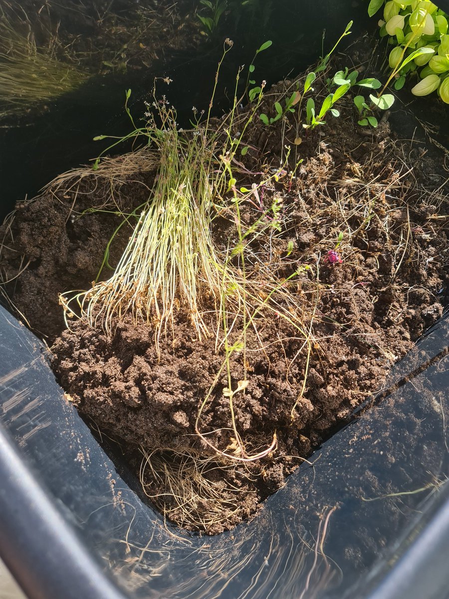 1. År som "gartner". Faila kun med korianderen. Varmen har nok skylda Noen tips for innegroing?